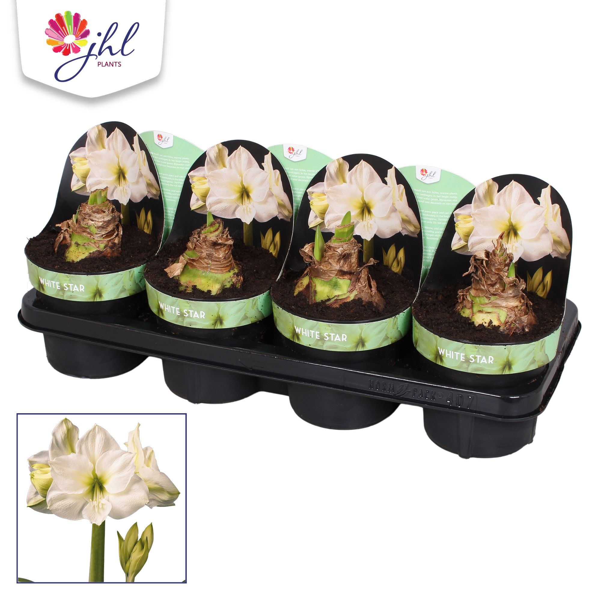 Amaryllis White Star, D 14 cm Amaryllis White Star, D 14 cm