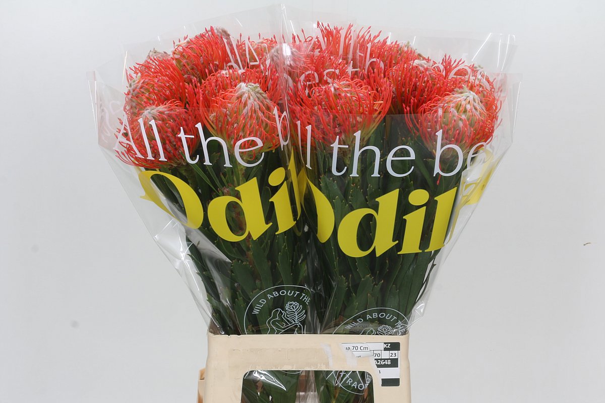 Нутанс Танго 70, шт.