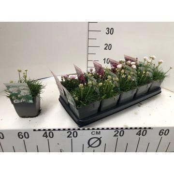 DVDS P13 Armeria Different Colors, D 13