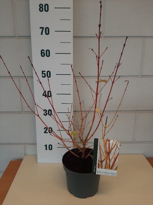 Cornus sang. 'Midwinter Fire', D 19