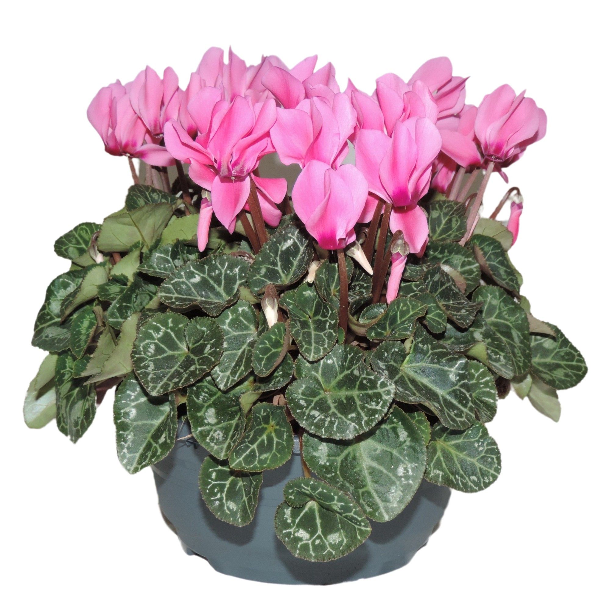 Cyclamen Super Serie Roze Schaal 19 cm, D 19