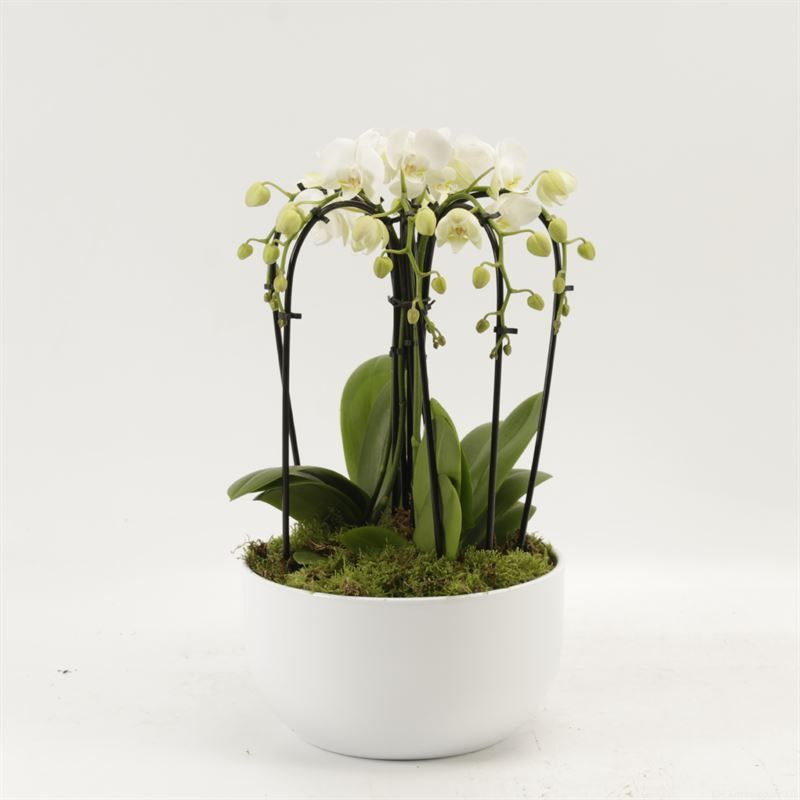 Phalaenopsis Elegant Cascade Sena schaal wit sixboga wit met platmos, D 26