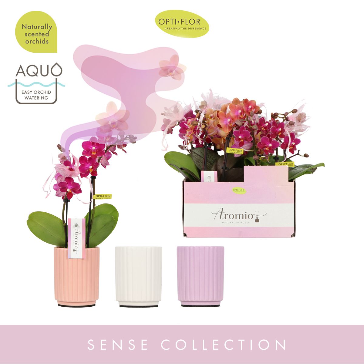 Aromio Mix 2 spike in Molise Mix Aquo, D 7 cm