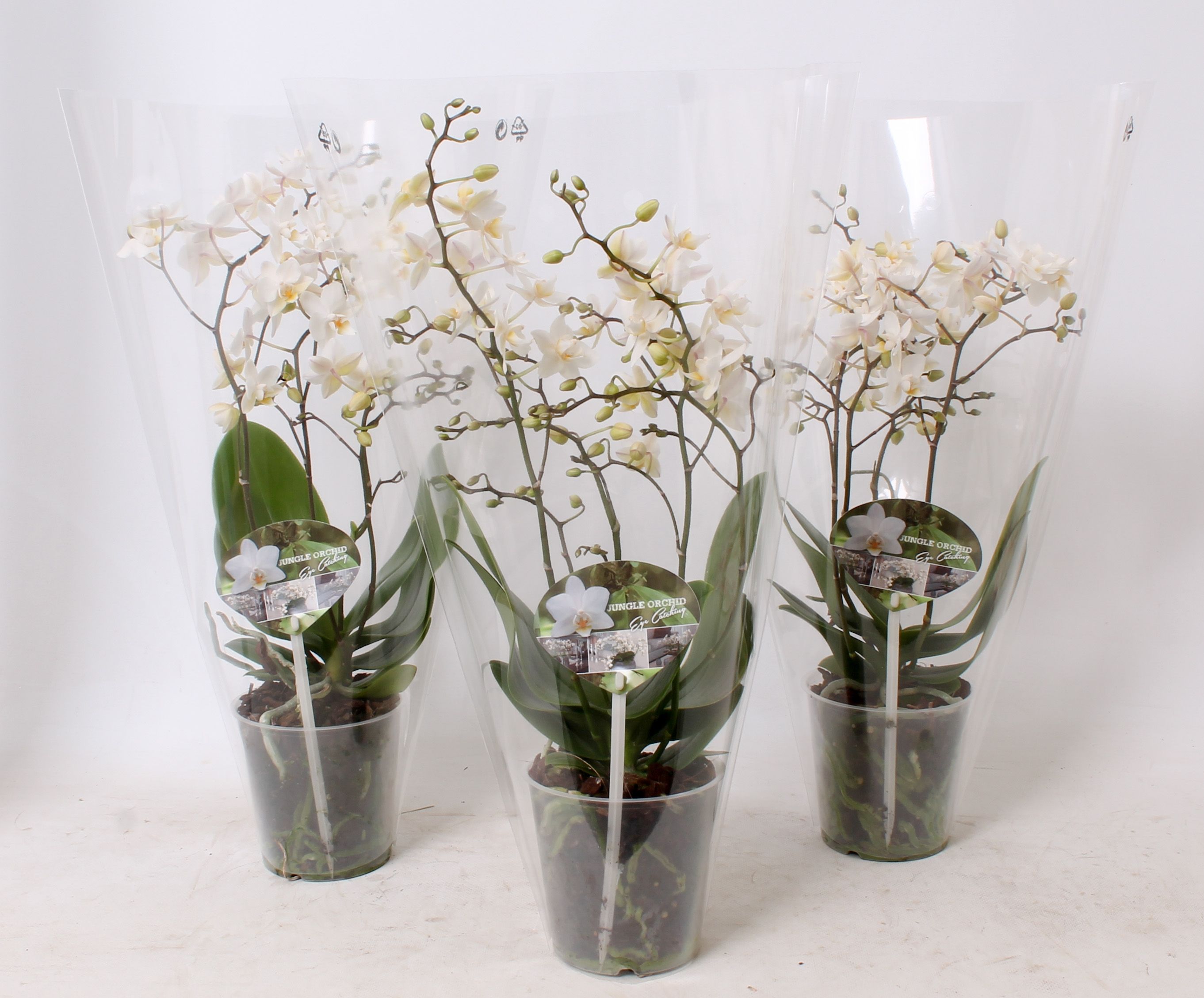 Phal. Multiflora 4-tak "Soft Cloud", D 12