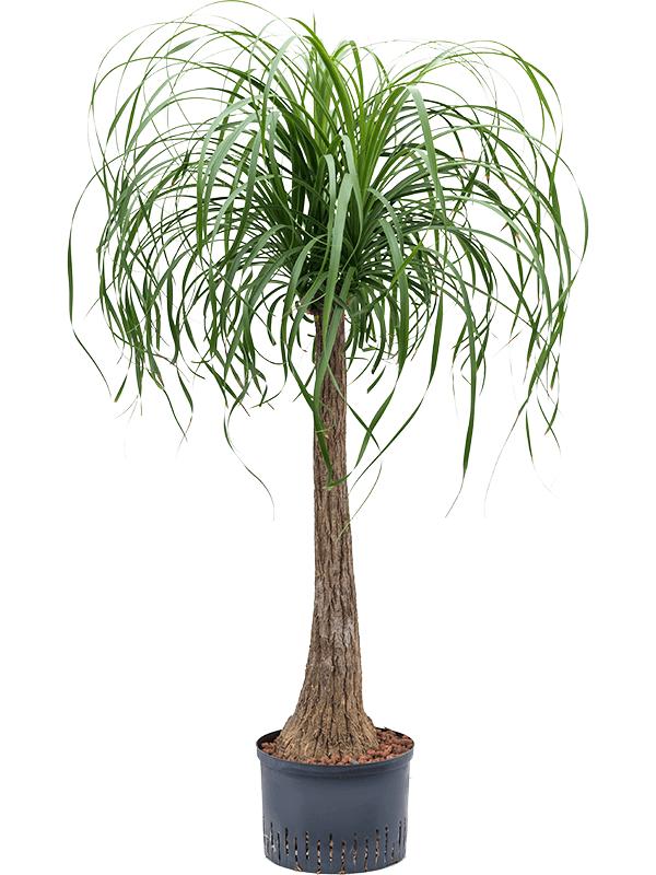 Beaucarnea recurvata, D 28