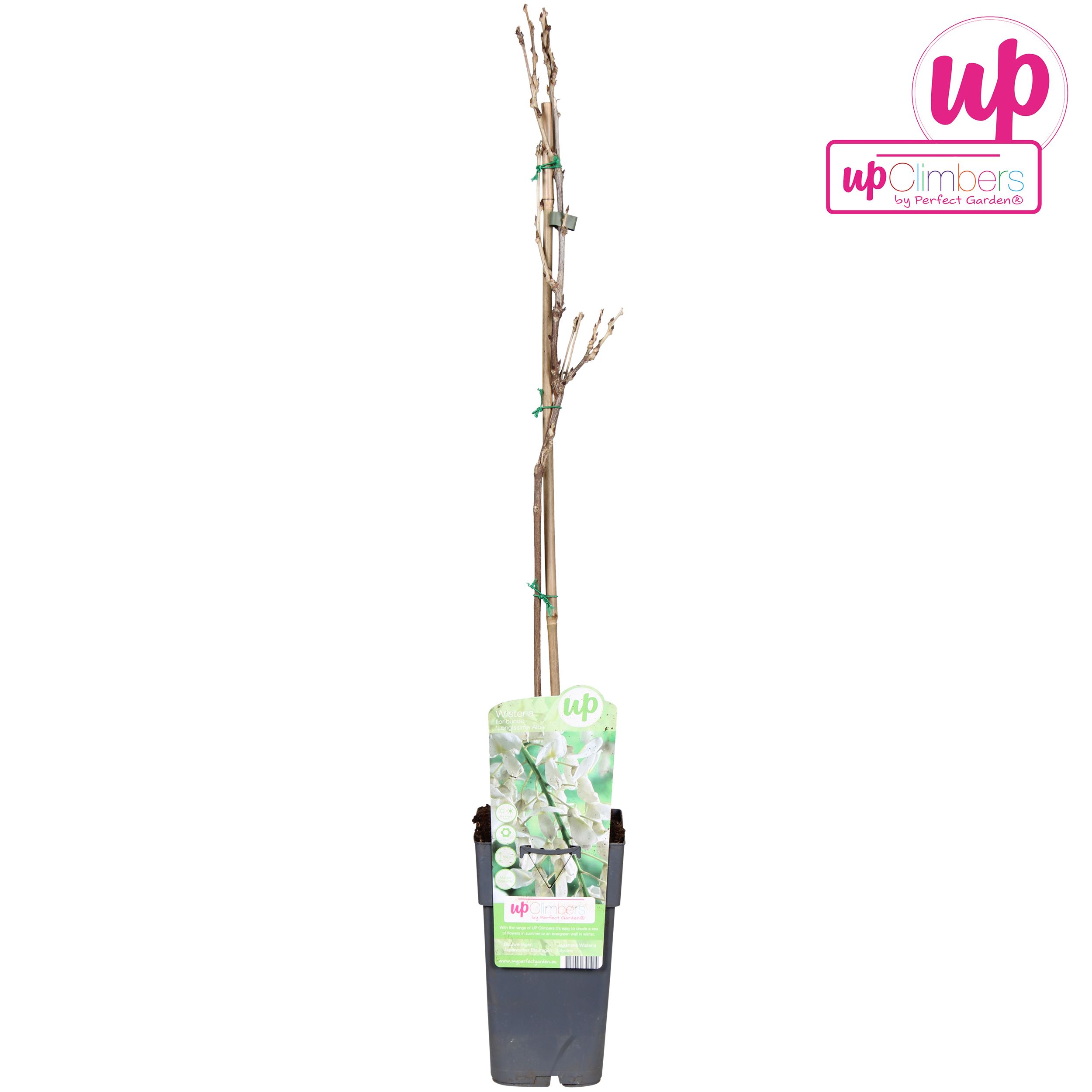 Wisteria floribunda Alba P15, D 15 cm