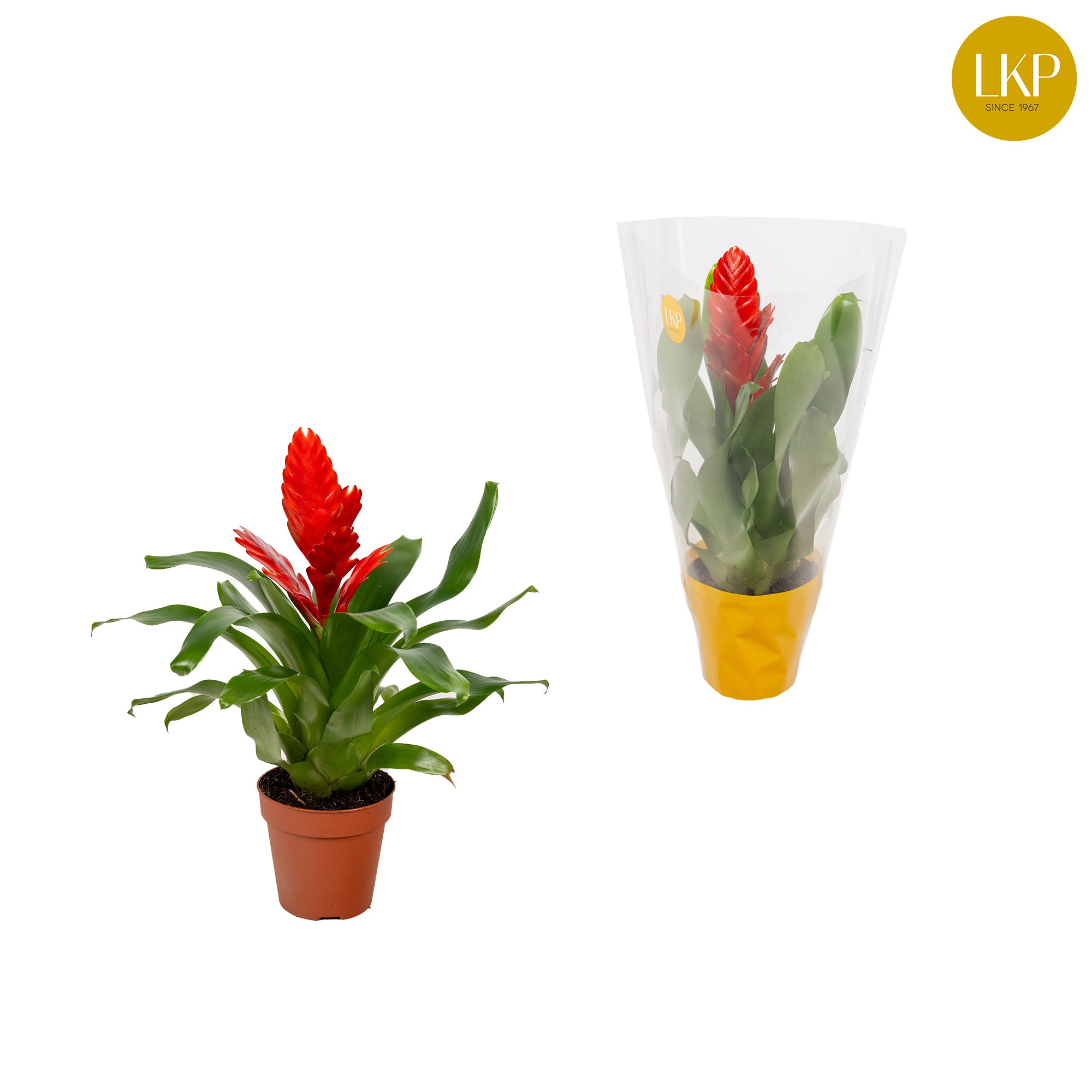 Vriesea Kallisto Rood (Met Hoes), D 10,5