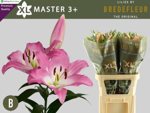 Лилия Мастер 95, шт.