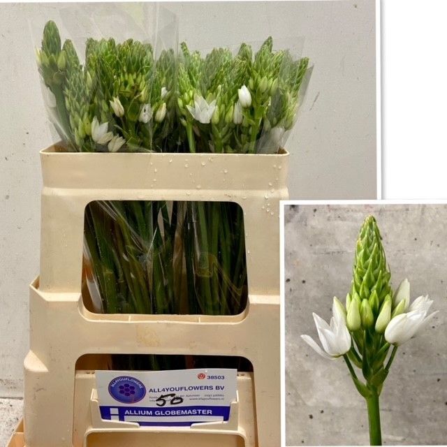 Орнитогалум Тирсоидес 50, шт.