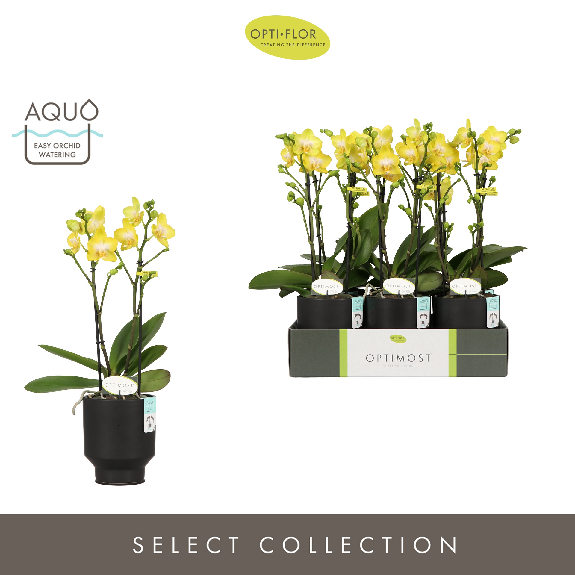 Optimost Arezzo 2 spike in Emilia Dark Brown Aquo, D 12 cm