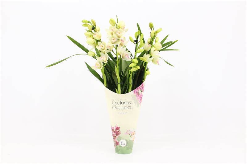 Potcover p12 exclusiva orchidea Cymbidium p12 Heino 4T20+, D 12