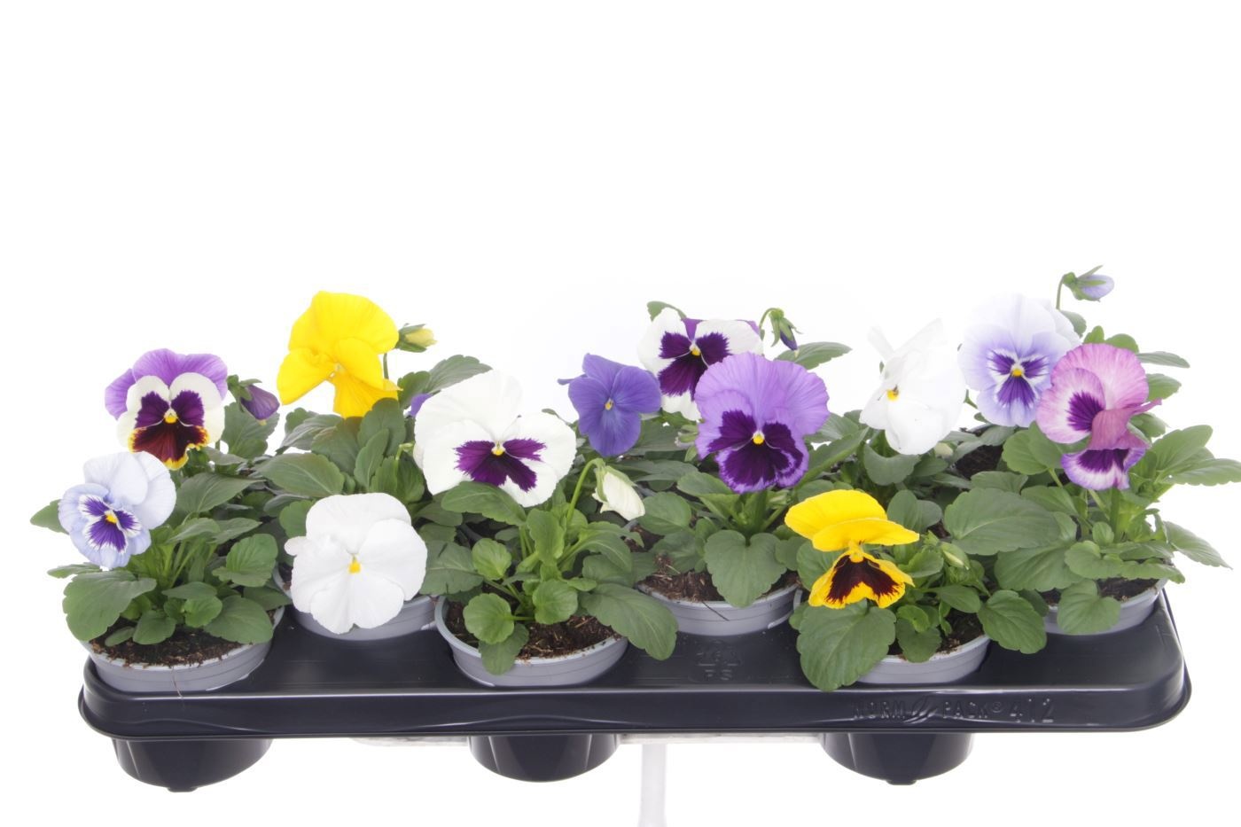 Viola wittrockiana F1 mix, D 11