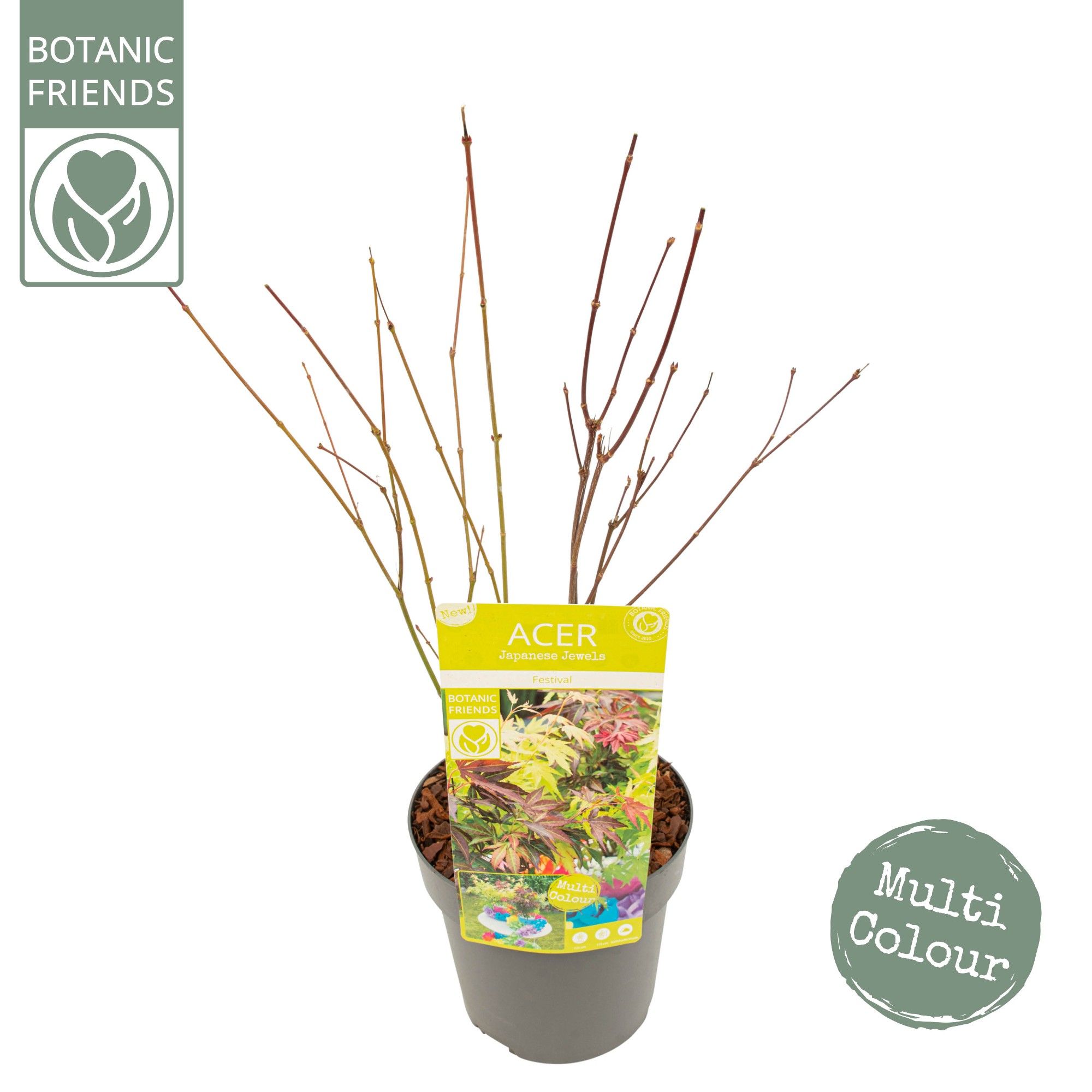 Acer palm. 'Festival', D 19