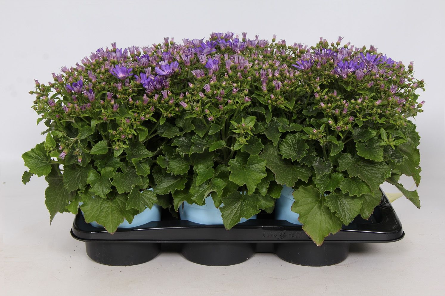 Senetti Pink Bicolor Pericallis Cruentus Grp - in baby blue pot, D 17