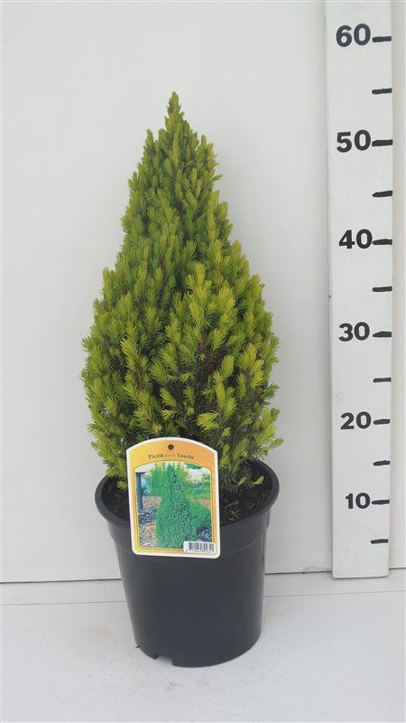 Picea glauca 'Laurin', D 19