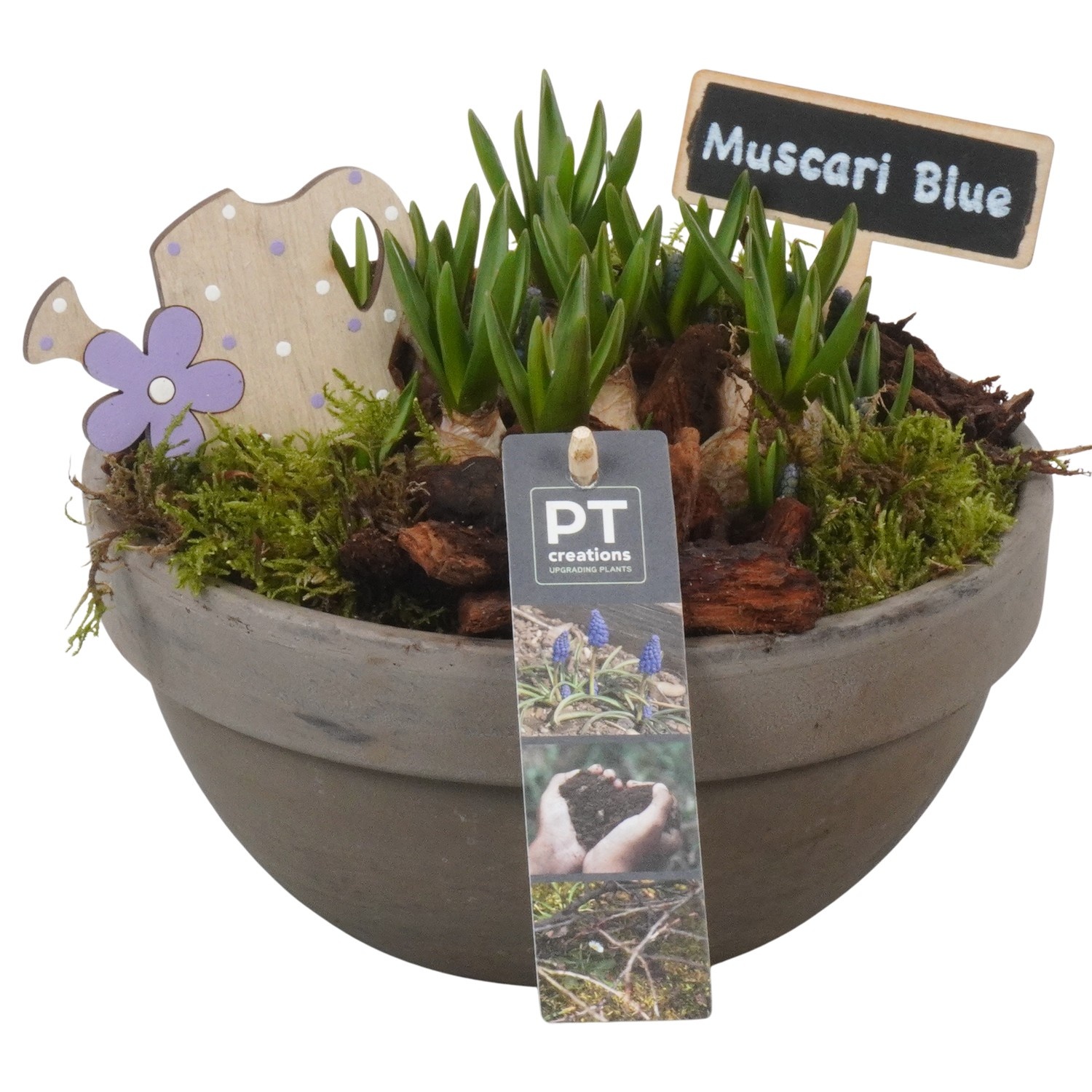 PTMB6257 Arrangement Muscari Blue in terracotta schaal, D 19