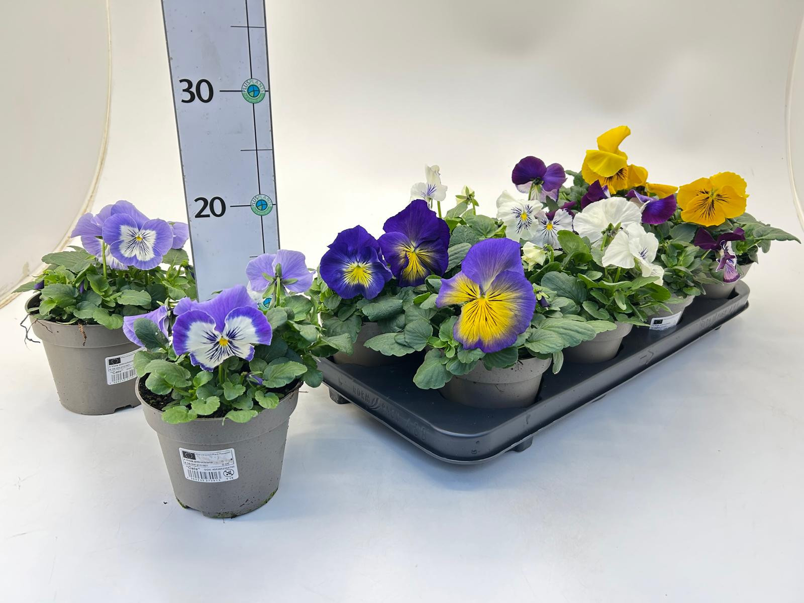 Viola wittrockiana 'Cats' Mix, D 13
