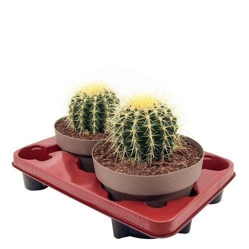 ECHINOCACTUS GRUSONII - BOWL Ø 20 (CACTUS), D 20