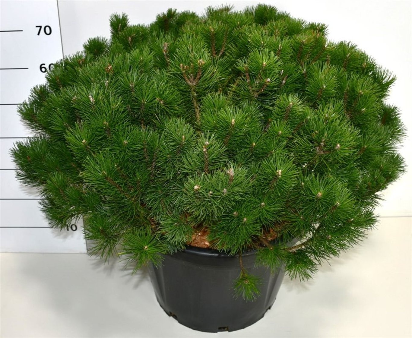 Pinus mugo mugo, D 40