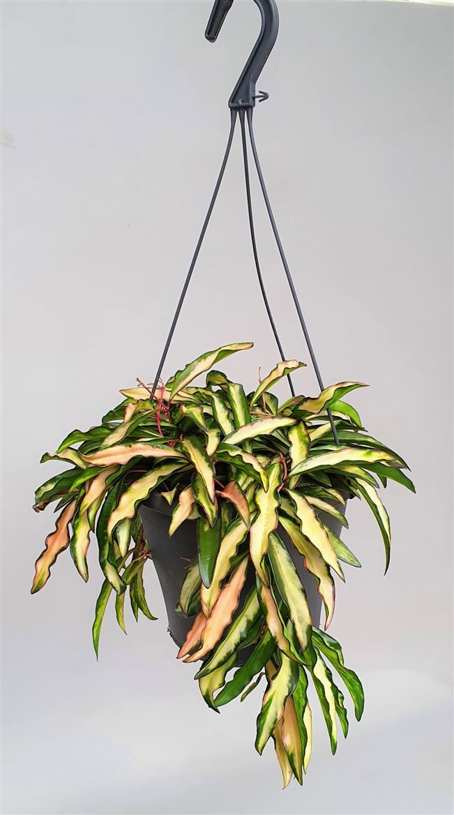 Hoya wayetii Tricolor', D 19