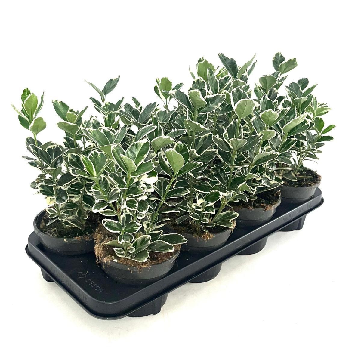 Euonymus jap. 'Kathy', D 13