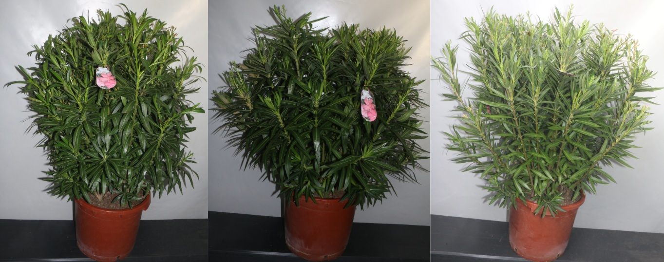 Oleander Enkelbl. 3 kleuren mix 56cm pot, D 56