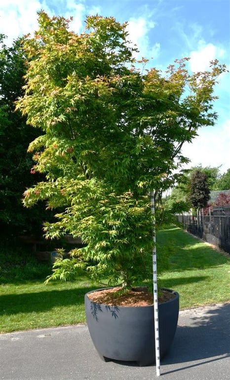 Acer pal. 'Osakazuki', D 112