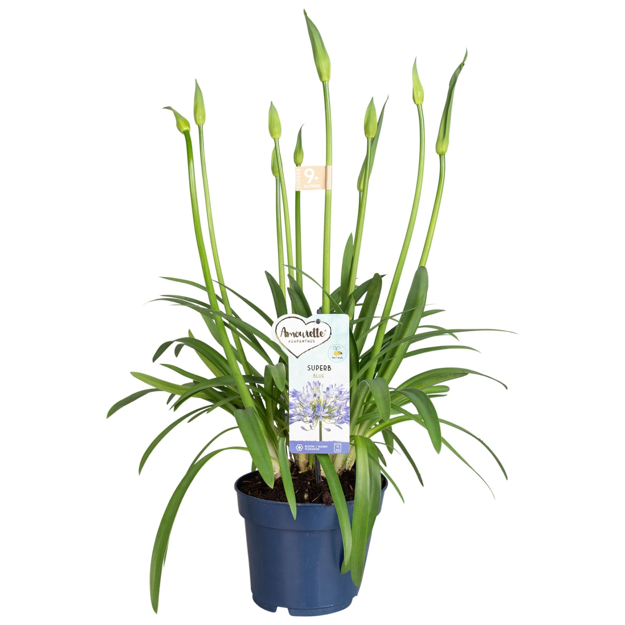 Agapanthus Amourette Superb+ Blue, 9+ tak, D 17
