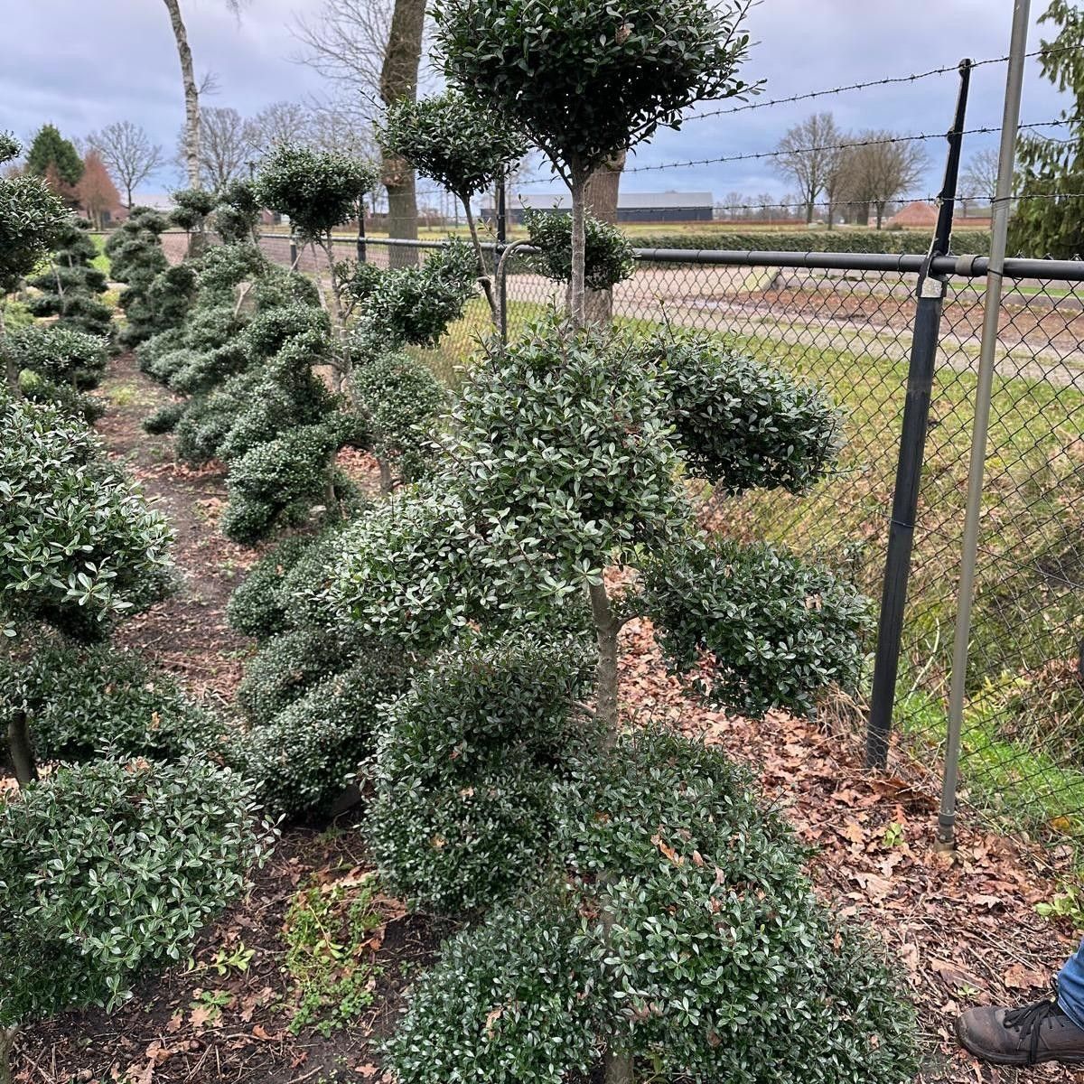 Ilex cren. 'Strong Caroline' --bonsai 160-180 cm, D 65
