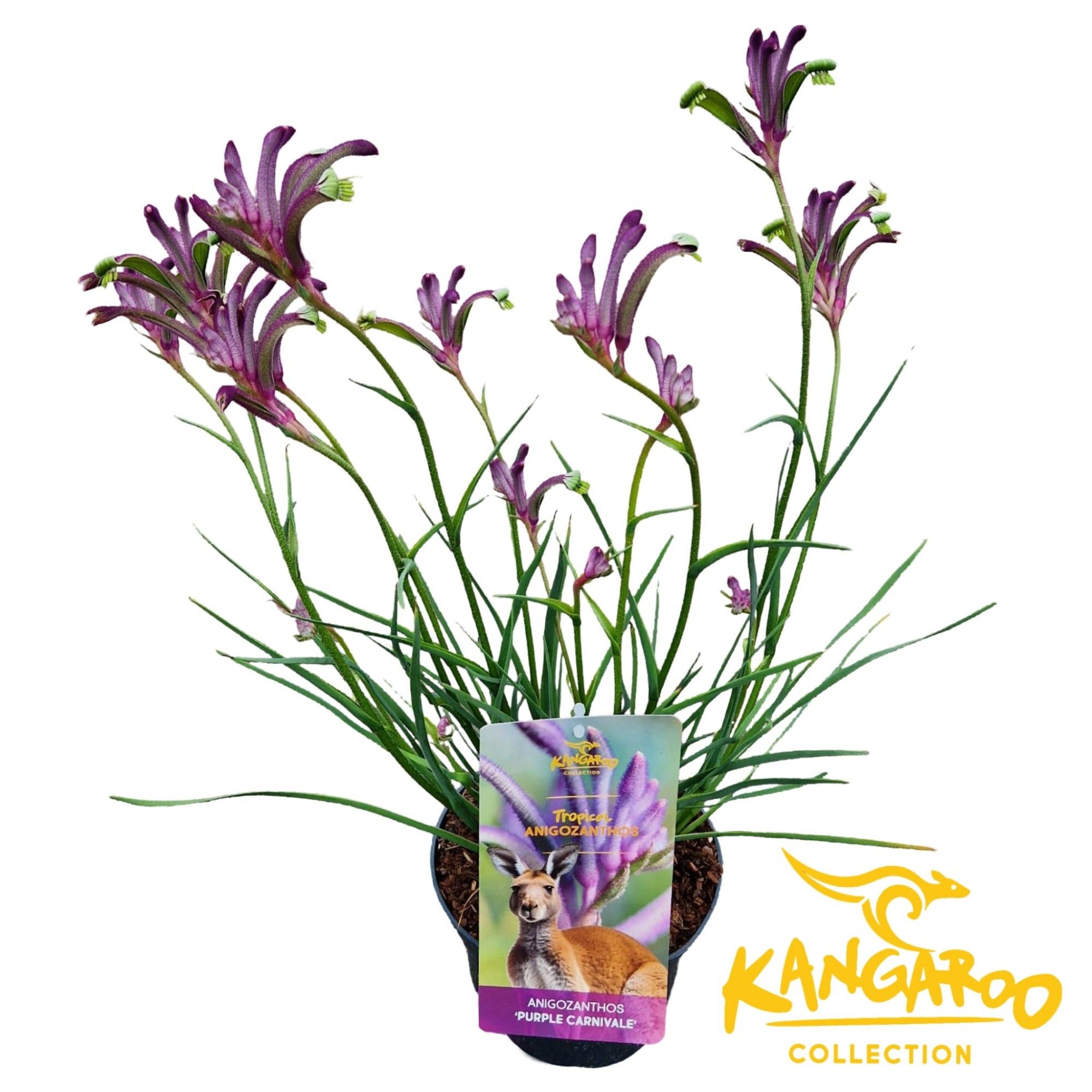 Anigozanthos 'Purple Carnivale', D 17