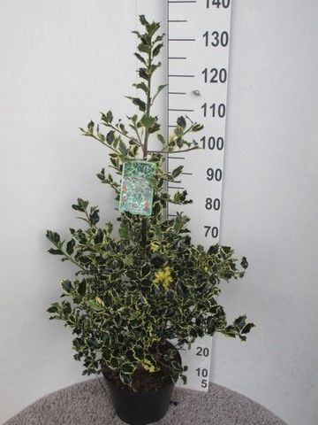 Ilex aquifolium Argentea Marginata 100-110 pyr. P28, D 28
