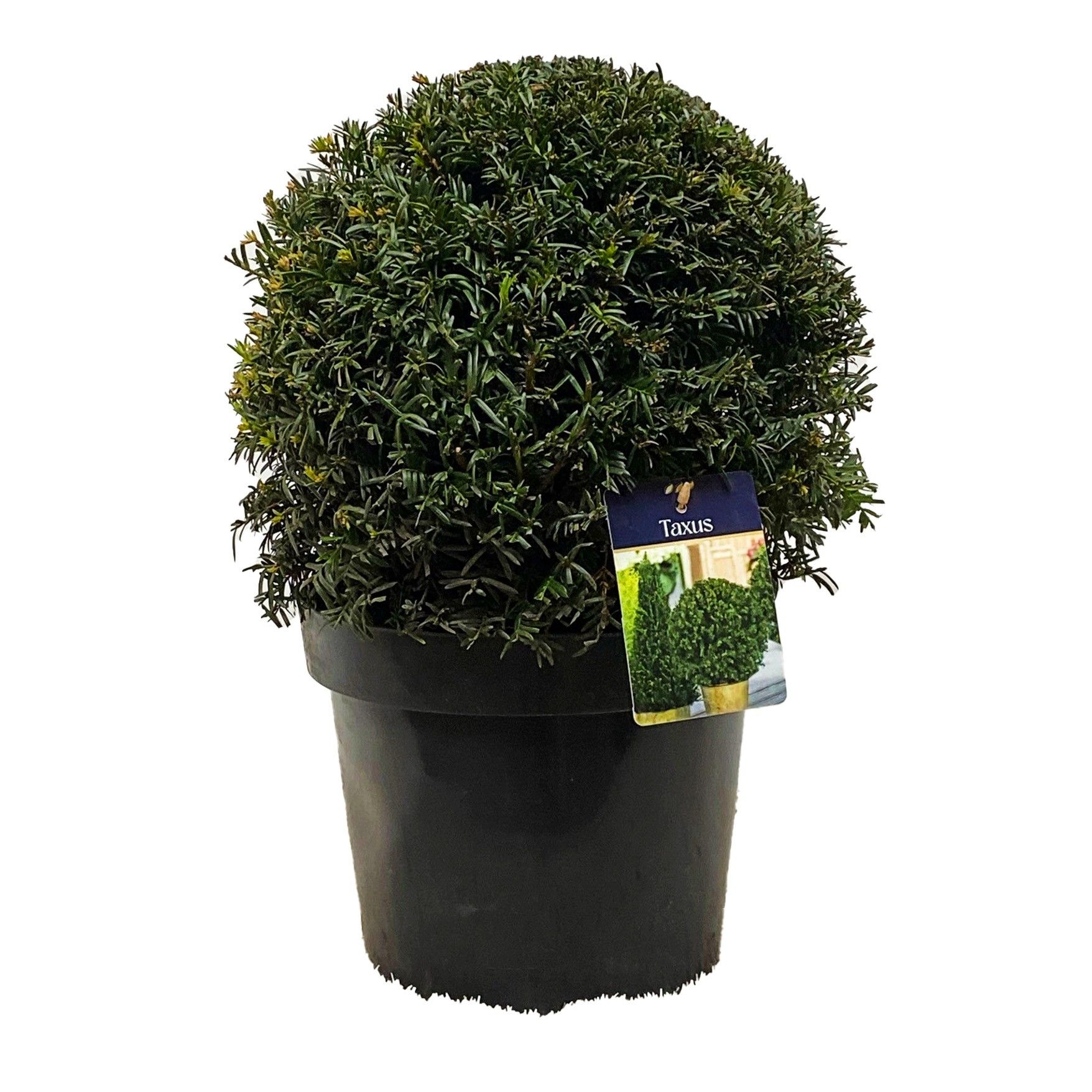 Taxus baccata Bol 35-40 cm c10/p29, D 29