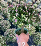 суккулент 0.5 галлон голден бранч 15 30