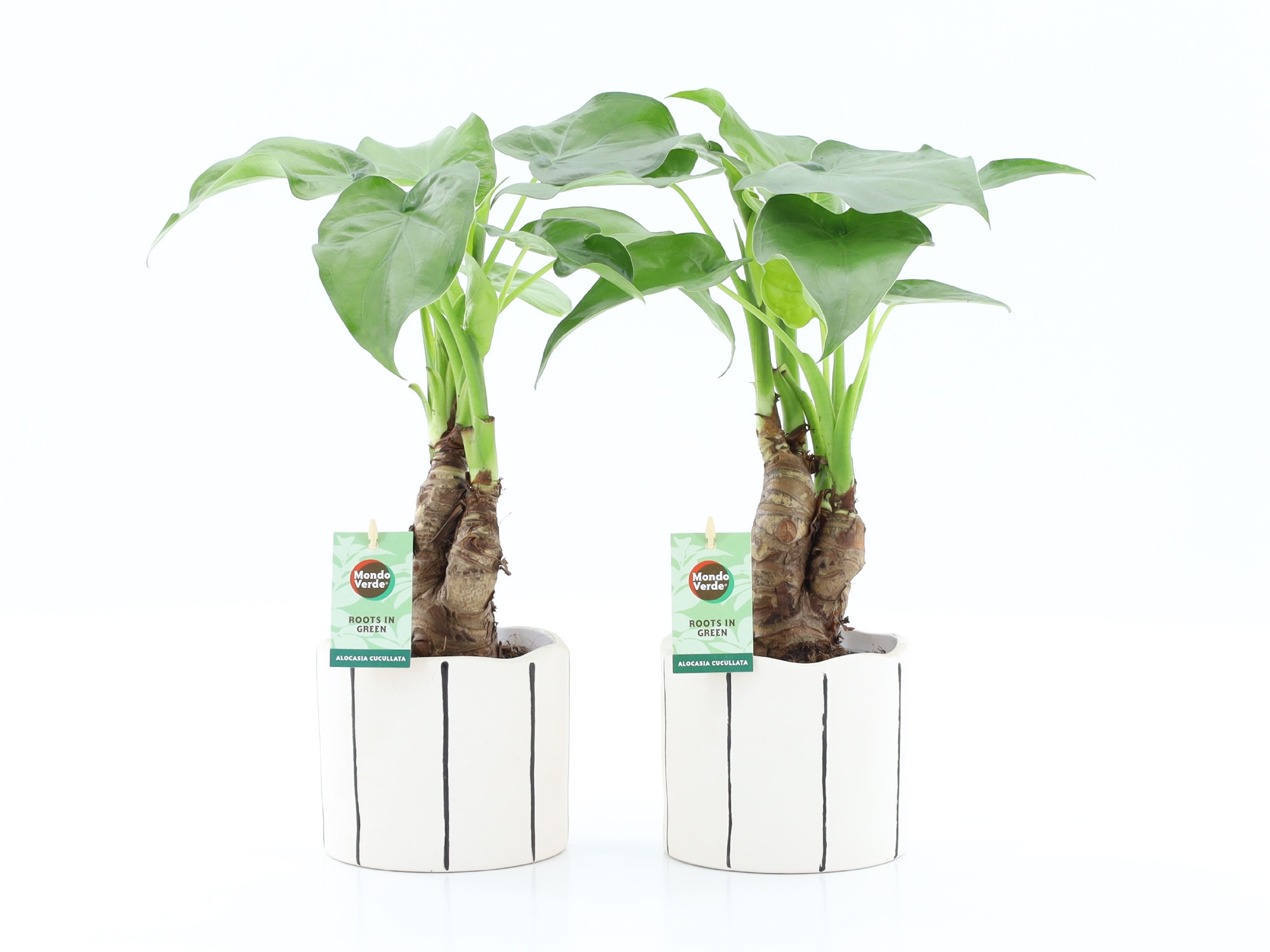 Alocasia Cucullata op stam in Banksy keramiek, D 13 cm