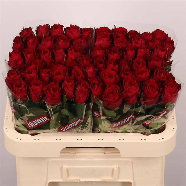 Роза од. Мадам Рэд 60, шт.