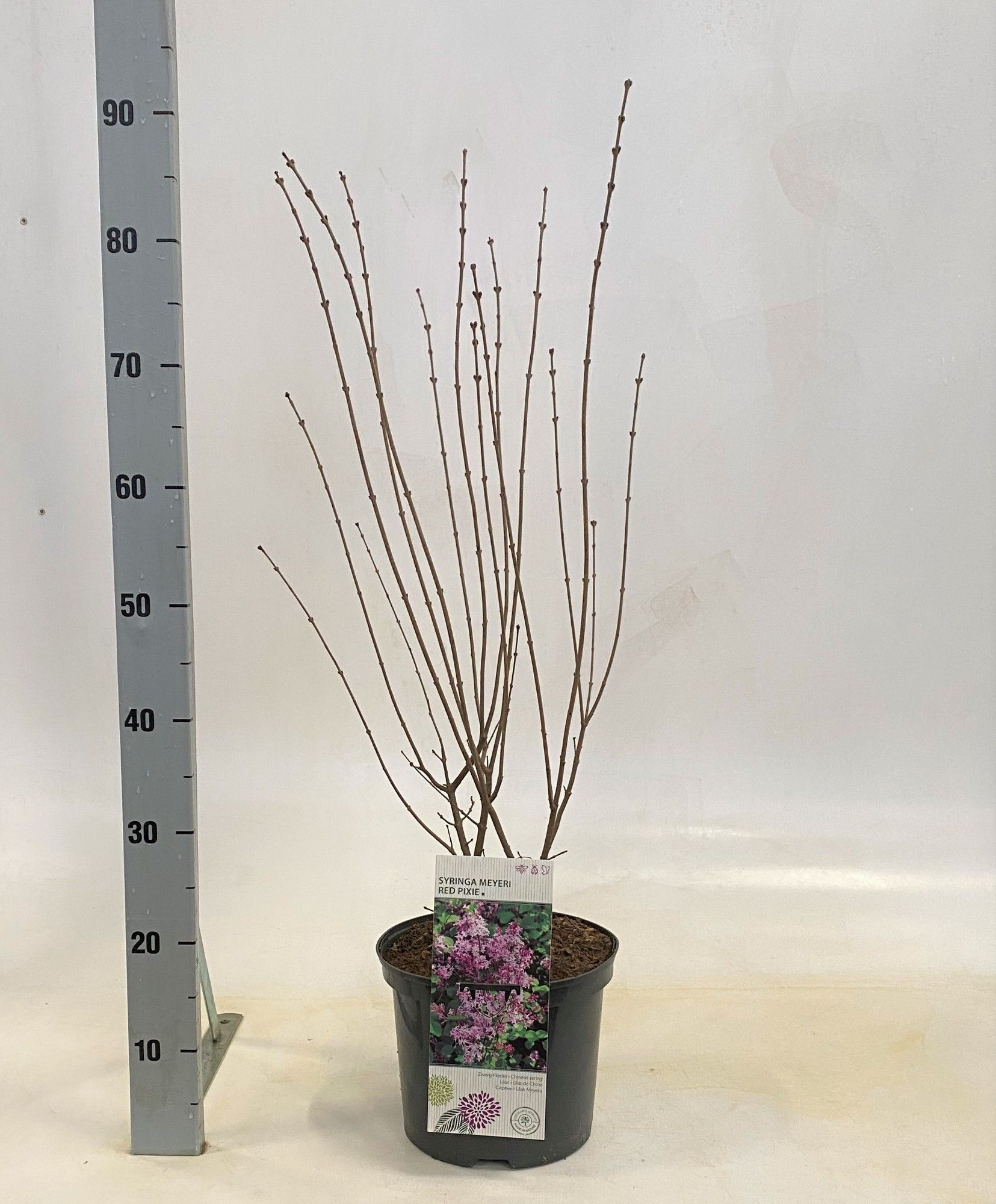 Syringa microphylla 'Superba', D 23