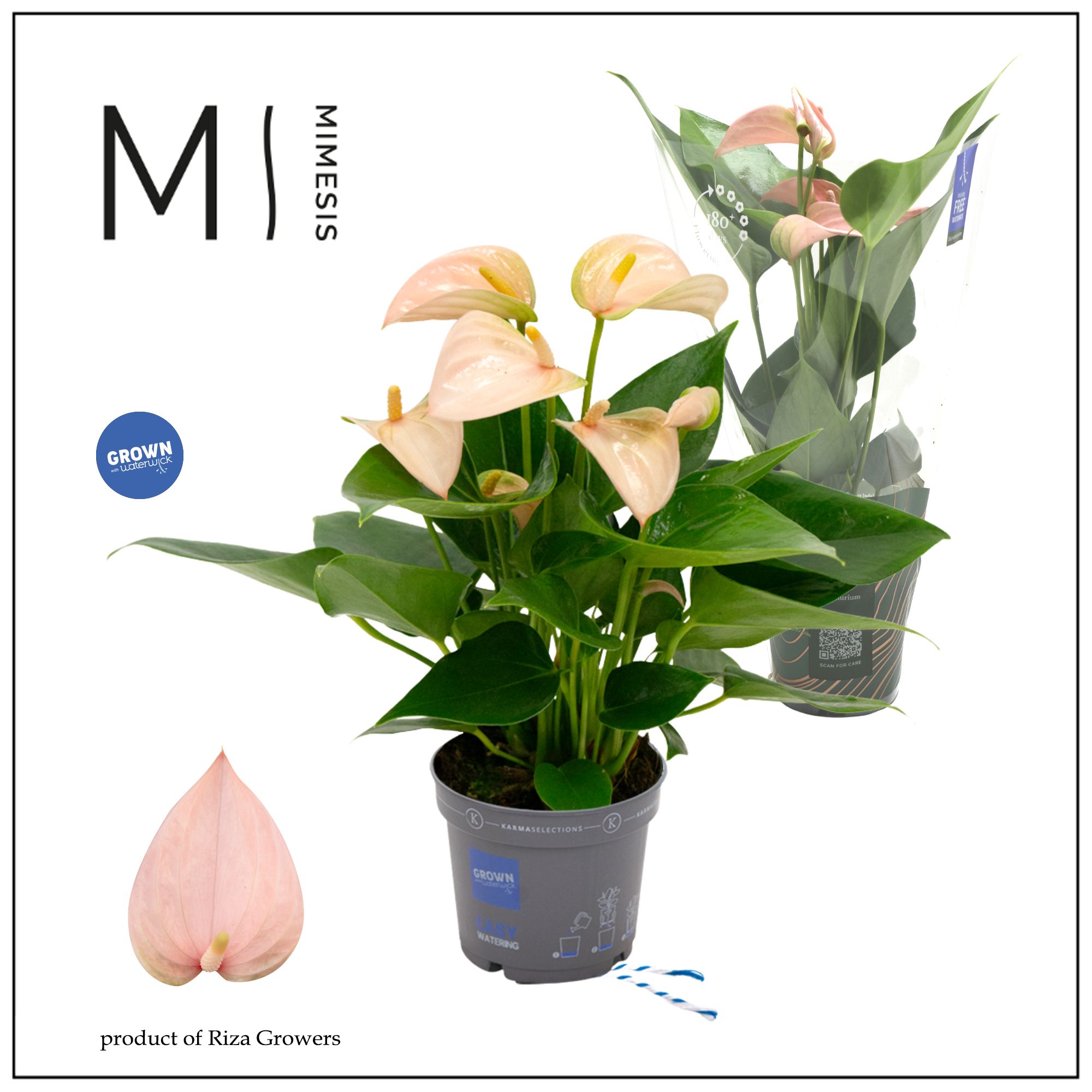 Mimesis Anthurium KARMA Peach - 9cm, D 9 cm