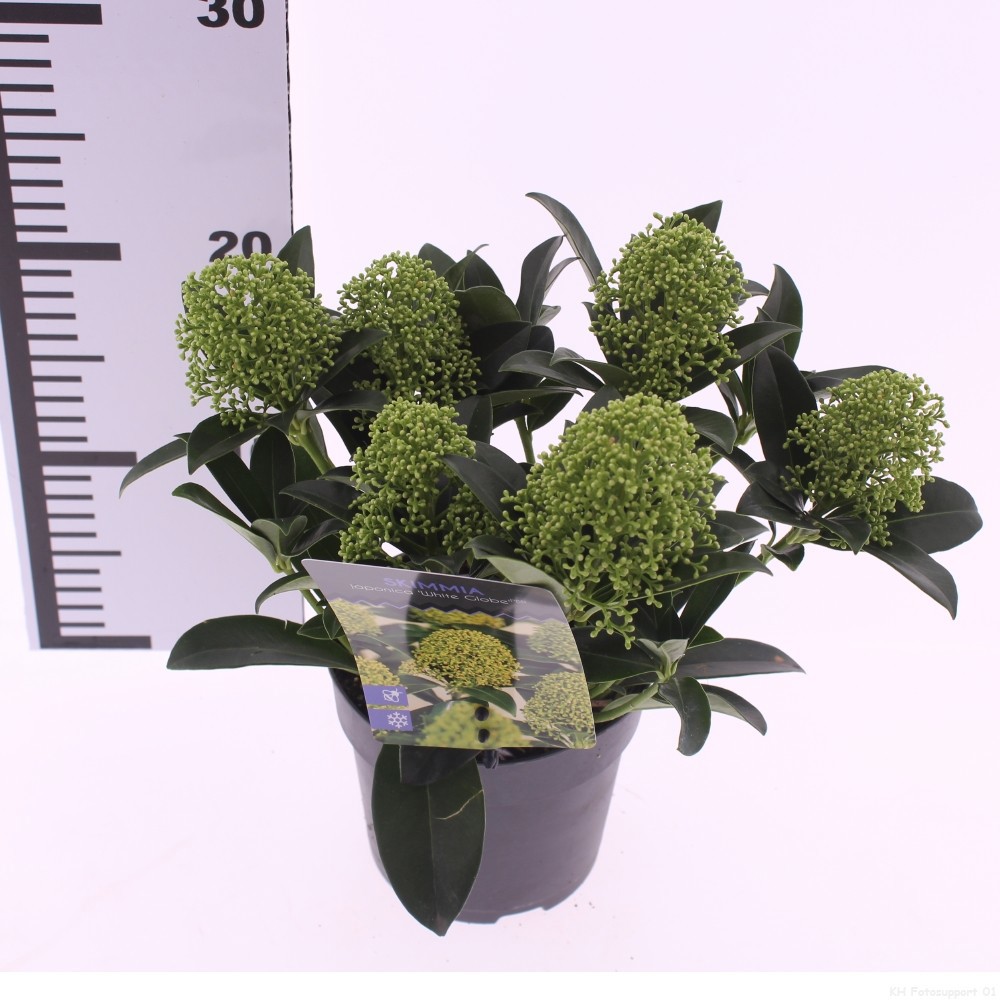 Skimmia jap. 'White Globe', D 13