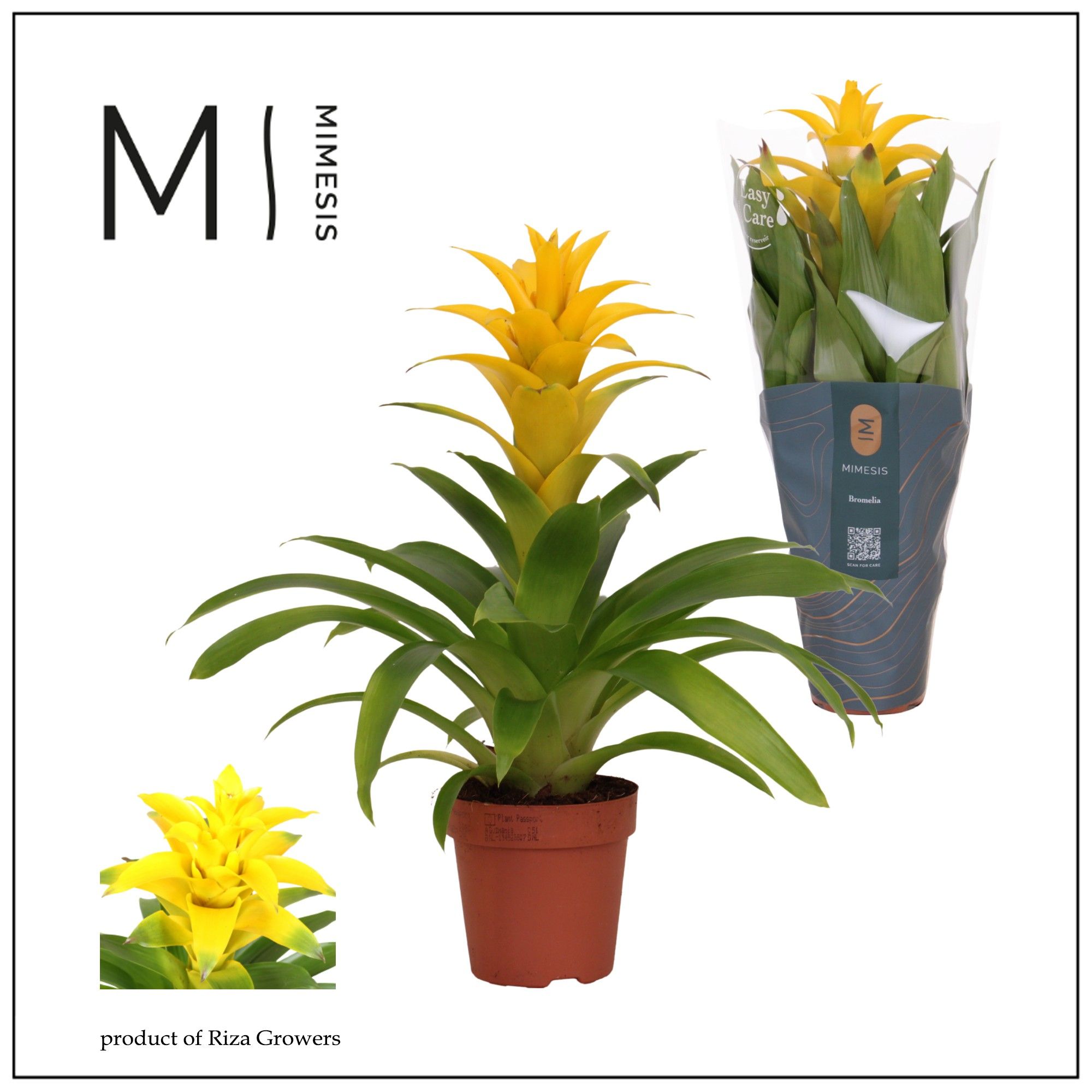 Guzmania Diana - 12cm | Mimesis, D 12