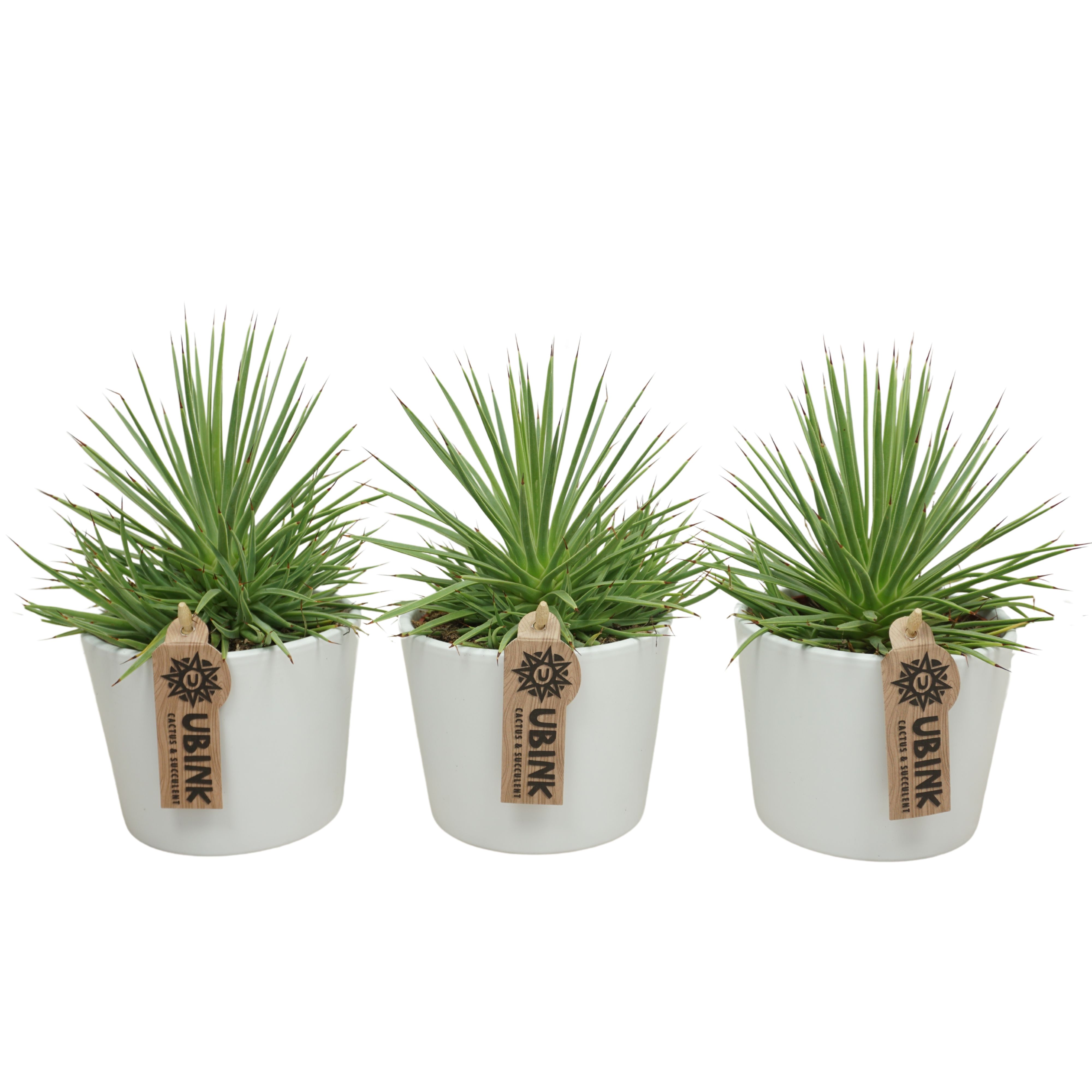 Agave nana in 12 cm 'Witte Pot', D 10,5 cm Agave nana in 12 cm 'Witte Pot', D 10,5 cm