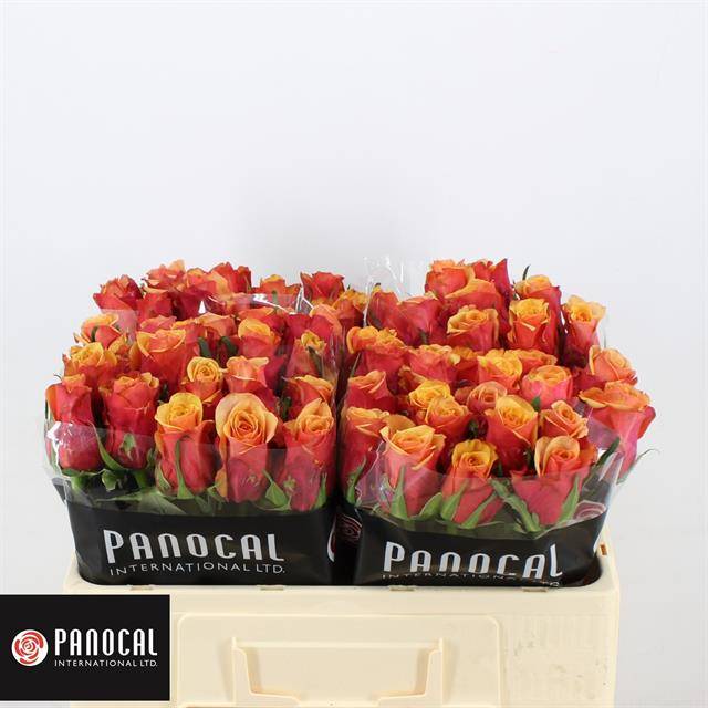 Роза од. Камаро 50, шт.