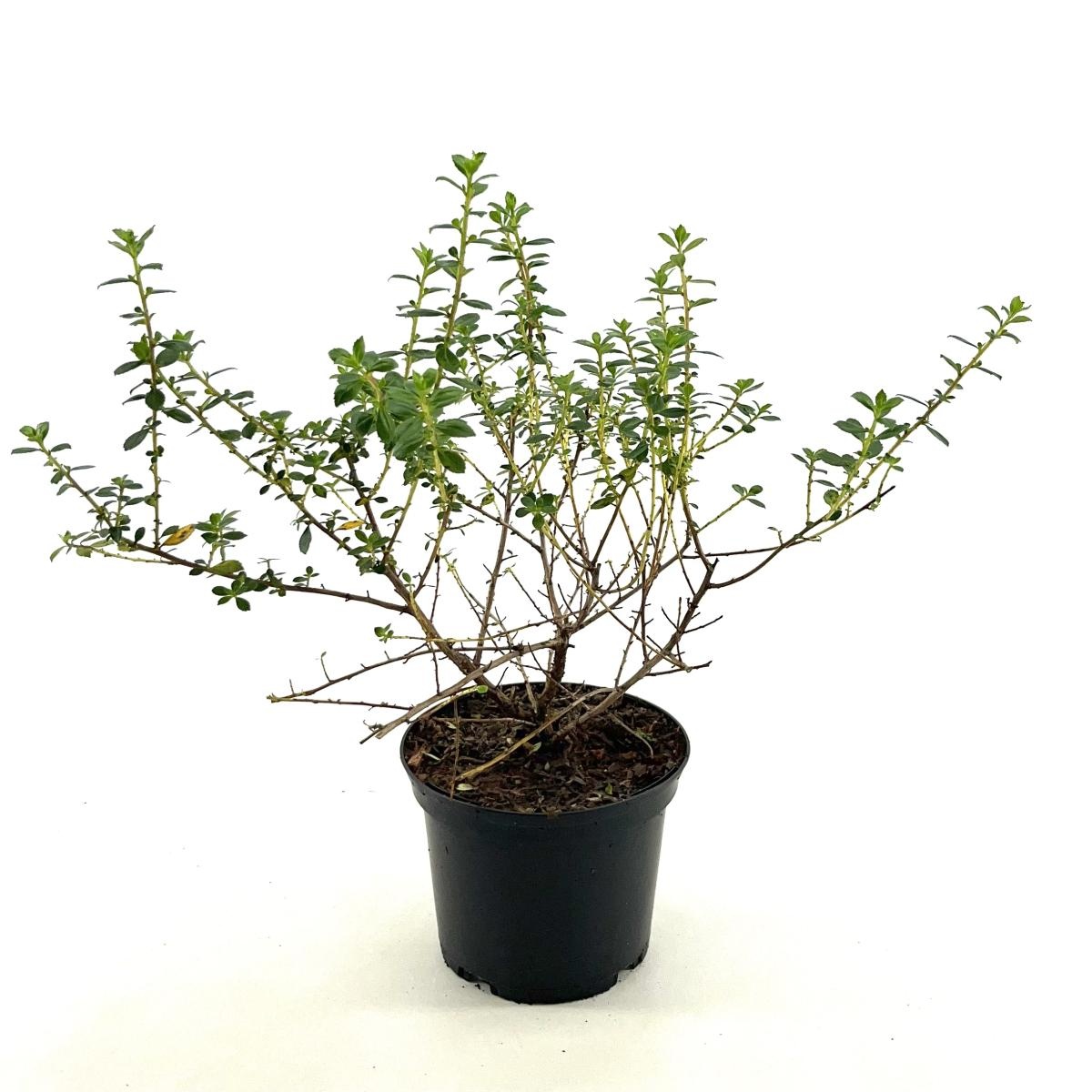 Escallonia 'Red Elf', D 17 cm