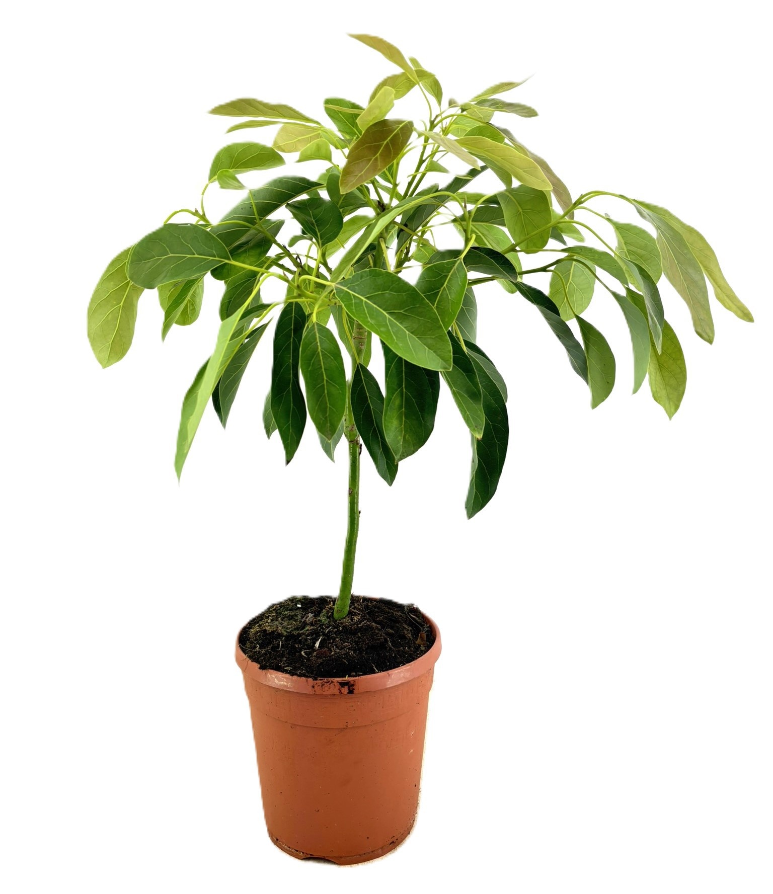 Persea americana, D 21