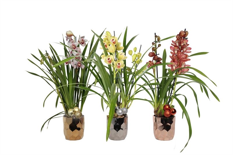 Dolomite p12 Dented mix luxury Cymbidium mix 2T10+, D 12