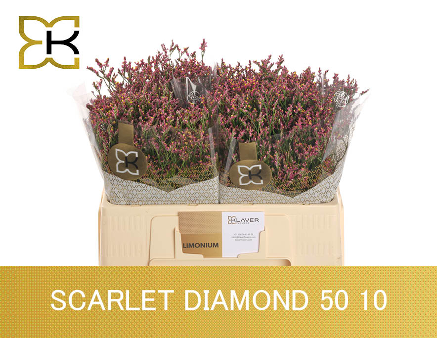 Лимониум Скарлет Даймонд 50, шт.