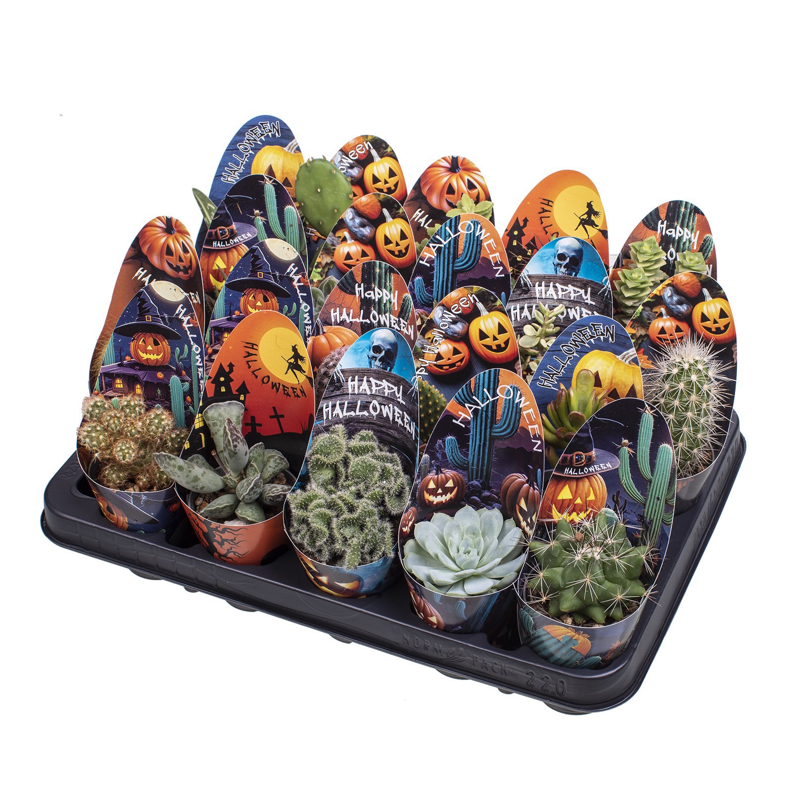 MIX CACTUS AND SUCCULENT POT Ø 6.5 WITH HALLOWEEN POT COVER - TRAY 20 PCS, D 6,5