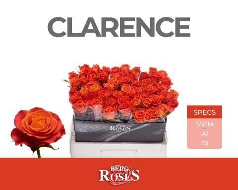 Роза од. Кларенс+ 55, шт.