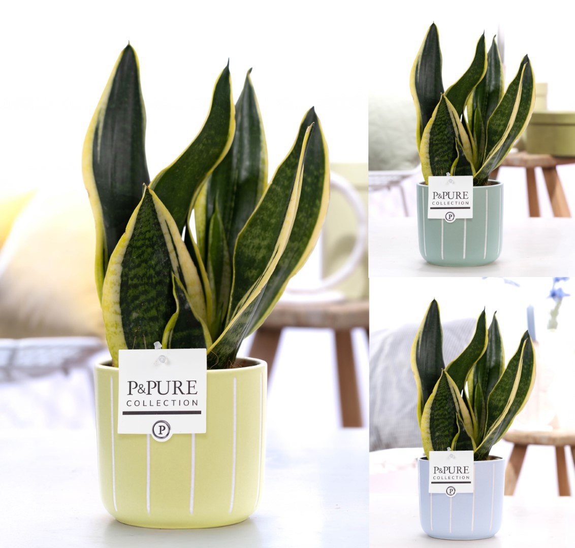 Sansevieria Trif. "Futura Superba" in P&PURE Fleur cer. ass. 3, D 12