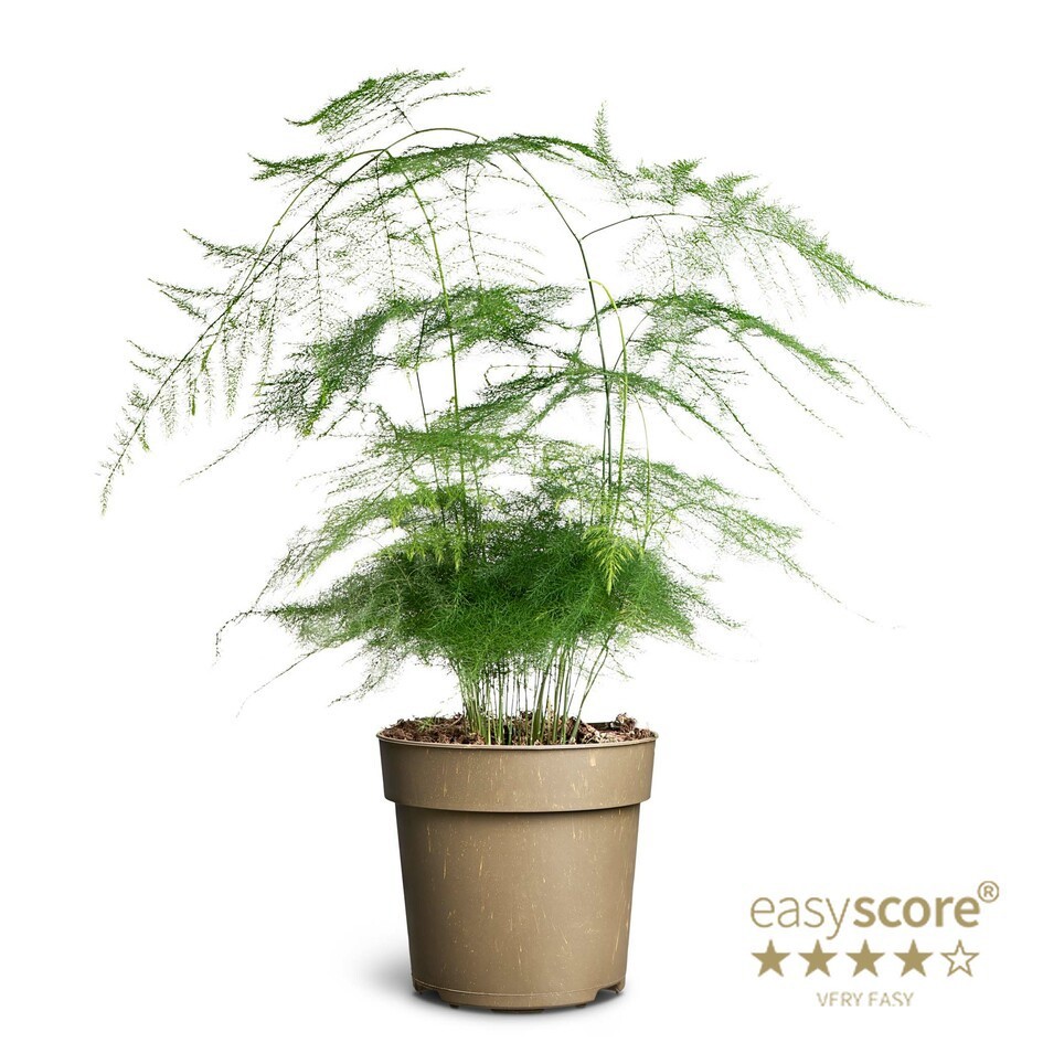 ASPARAGUS PLUMOSUS, D 11 cm