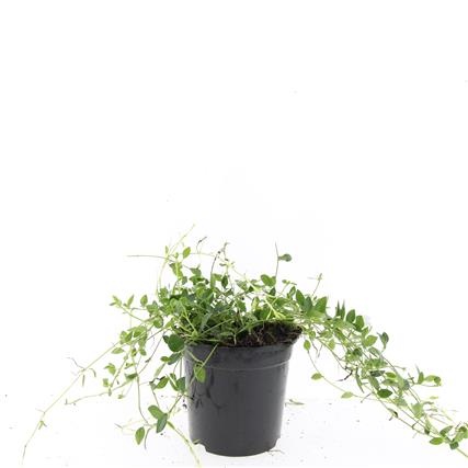 Vinca minor 'Gertrude Jekyll', D 14 cm